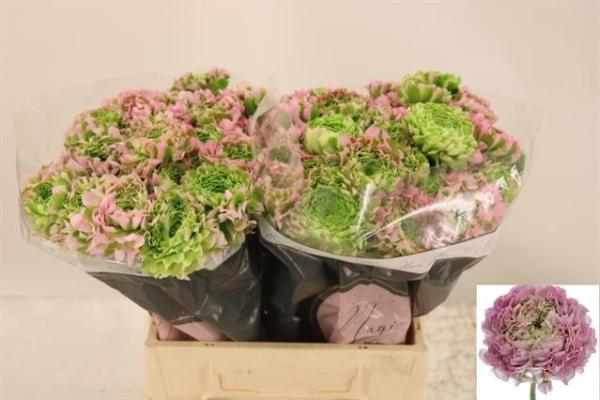 Vollsortiment - Ranuncel, Ponpon - rosa, 5 Stiele